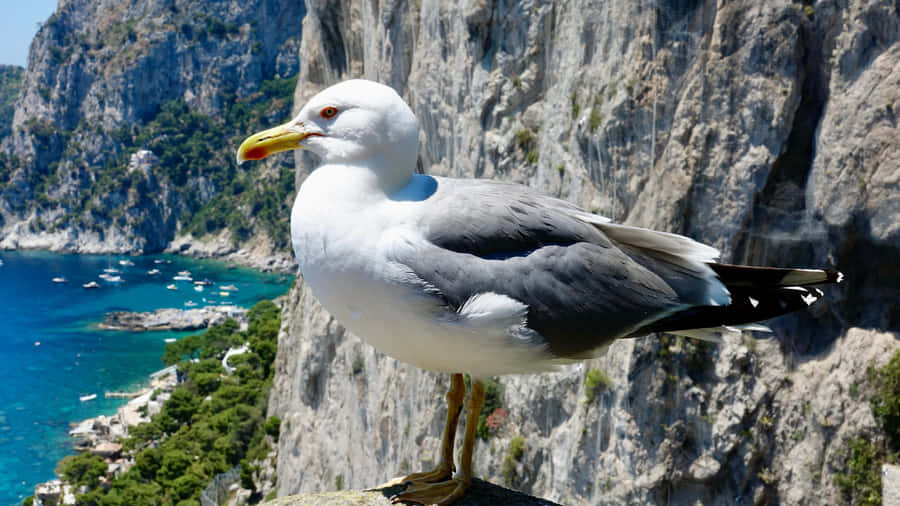 Seagull Overlooking Coastline Wallpaper