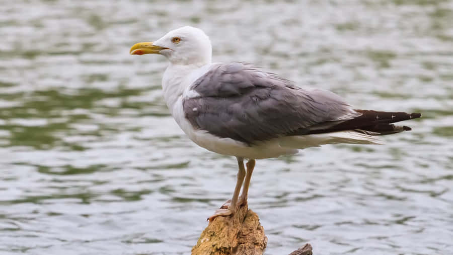 Seagull Perched By Water.jpg Wallpaper