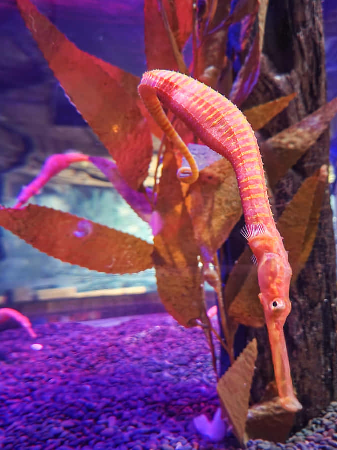 Seahorse Amidst Aquatic Plants Wallpaper