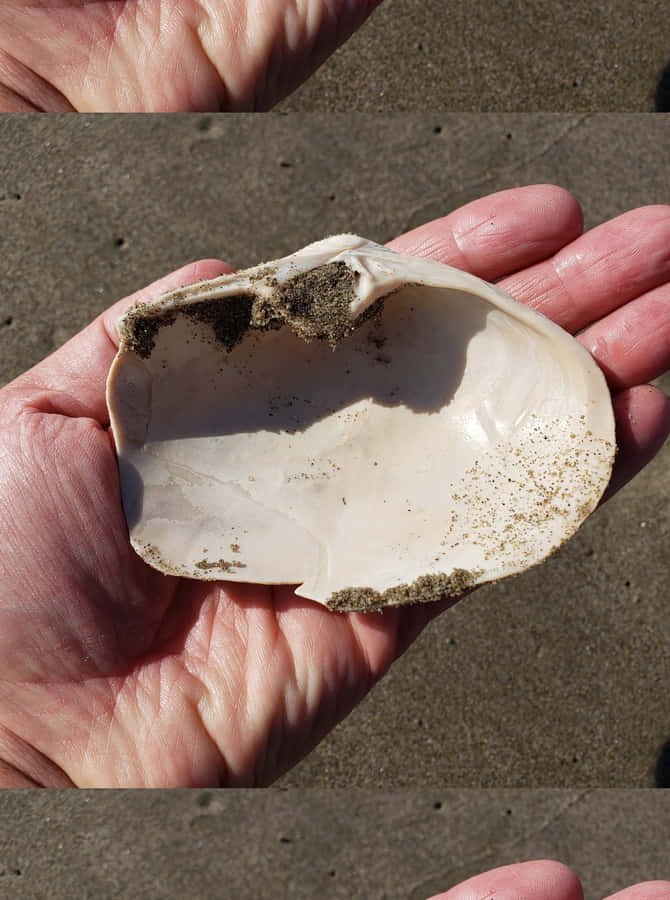 Seashellin Handon Beach Wallpaper