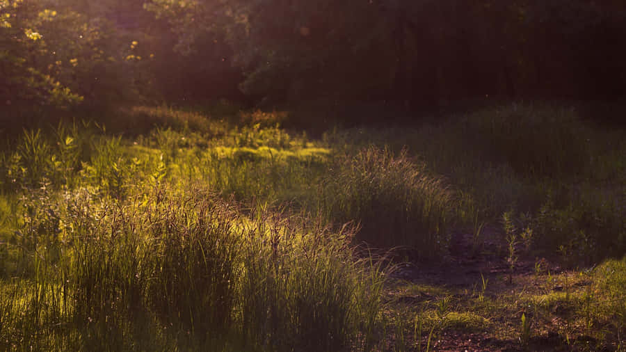 Serene Afternoon Desktop Wallpaper