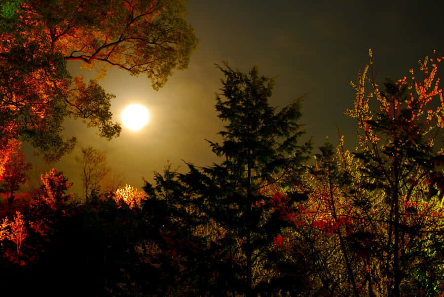 Serene Autumn Evening By The Lake Wallpaper