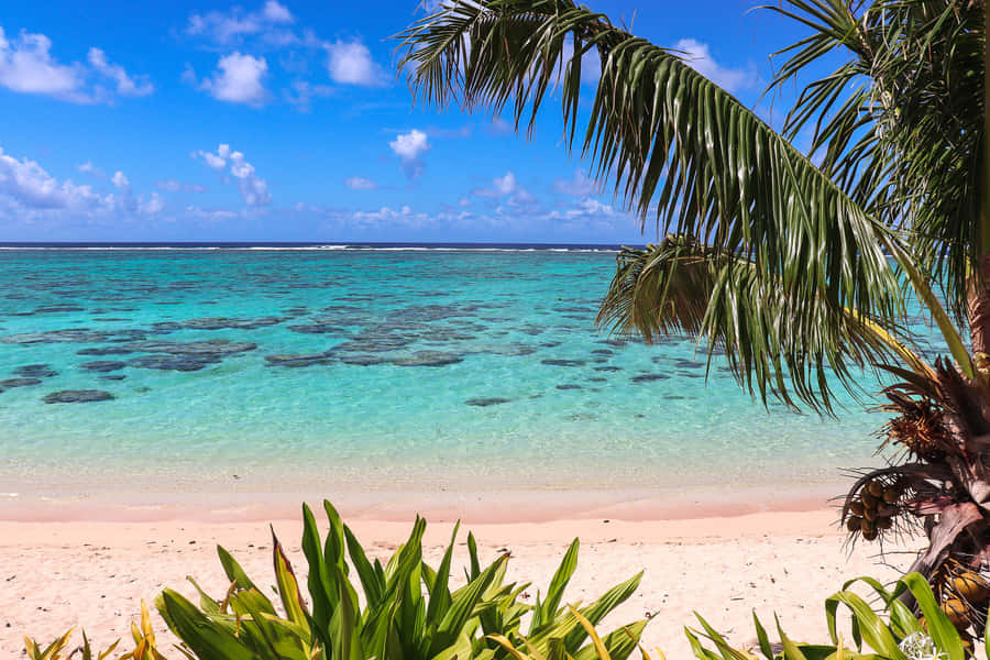 Serene Coconut Beach Resort Wallpaper