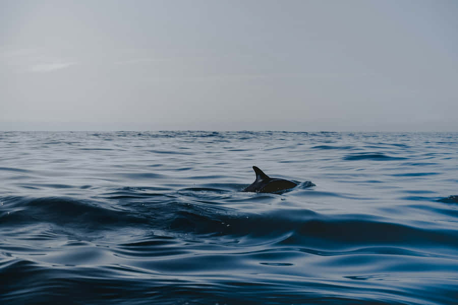 Serene Dolphin Ocean Scape Wallpaper
