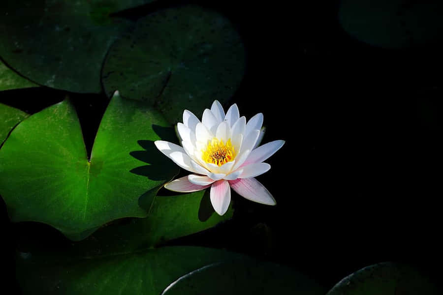 Serene Lotus Flower Dark Waters.jpg Wallpaper