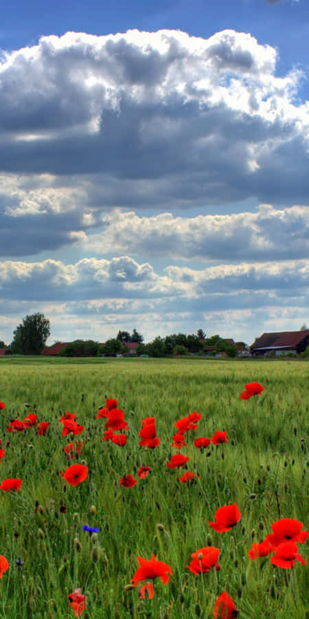 Serene Poppy Field At Sunset Wallpaper