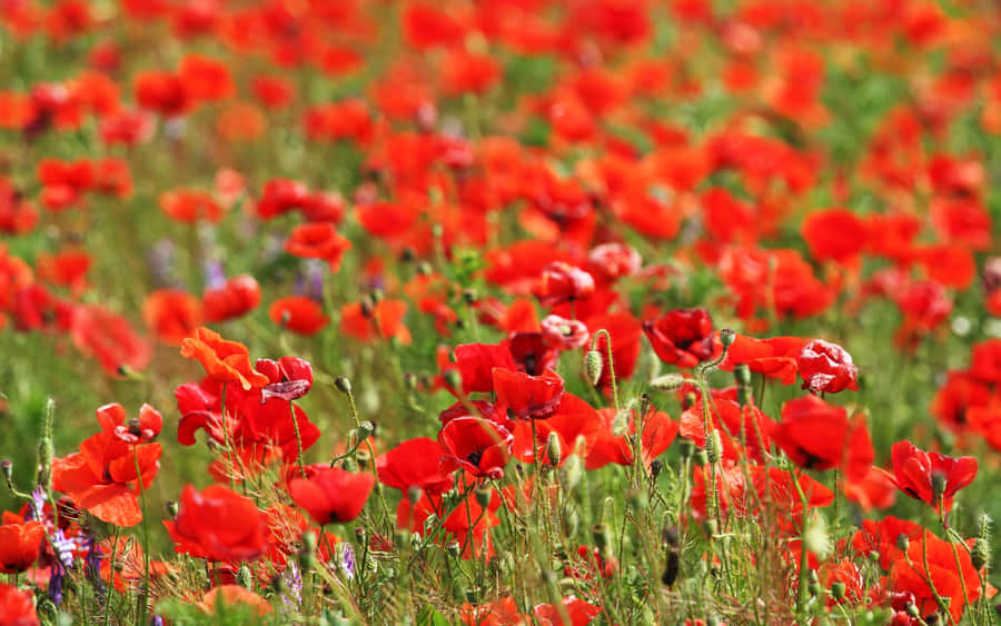 Serene Poppy Field At Sunset Wallpaper