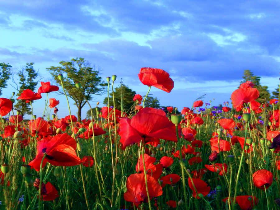 Serene Poppy Field At Sunset Wallpaper