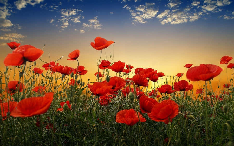 Serene Poppy Field At Sunset Wallpaper
