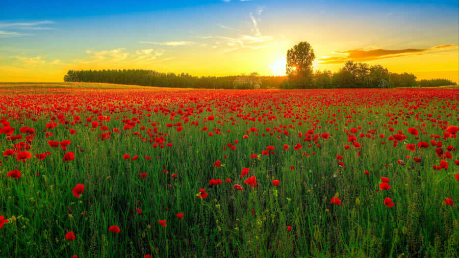 Serene Poppy Field At Sunset Wallpaper