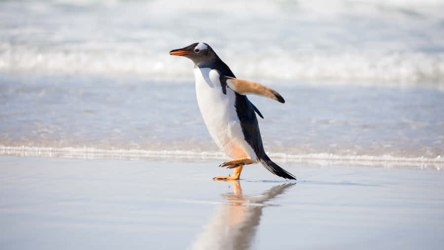 Serene Poppy Field In Clear Blue Sky Wallpaper