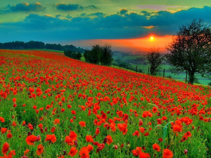 Serene Poppy Field In Full Bloom Wallpaper