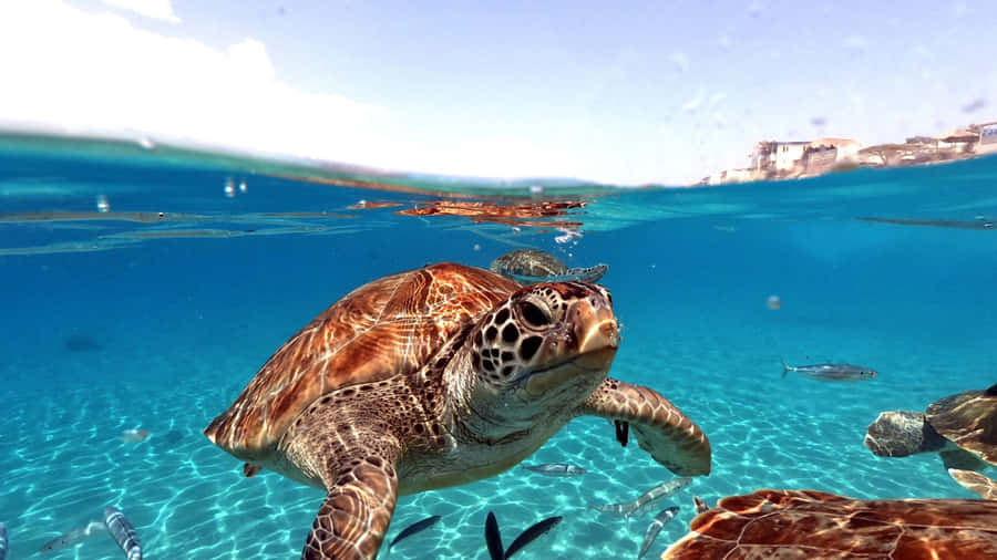 Serene Sea Turtle Swim Wallpaper