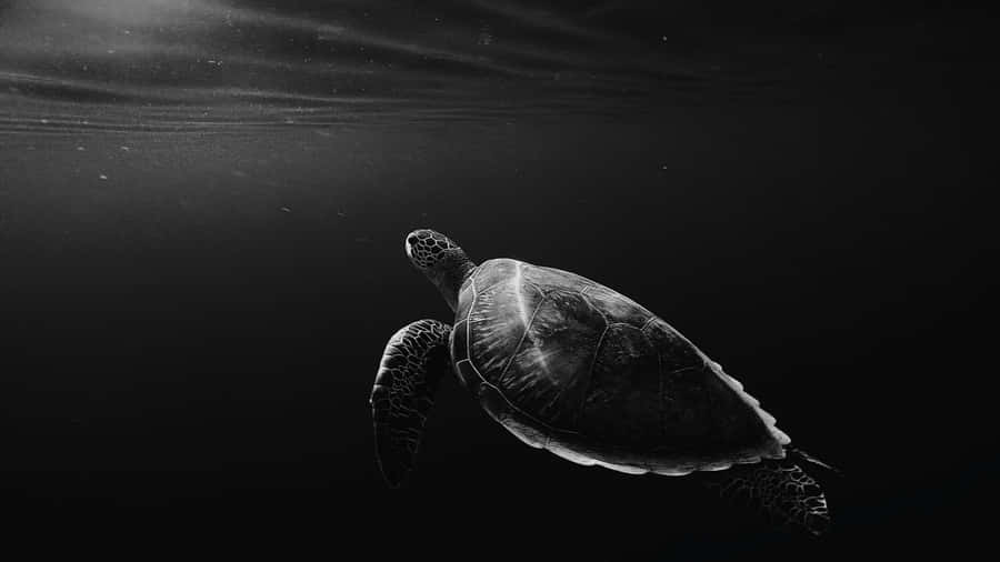 Serene Sea Turtle Swim Wallpaper
