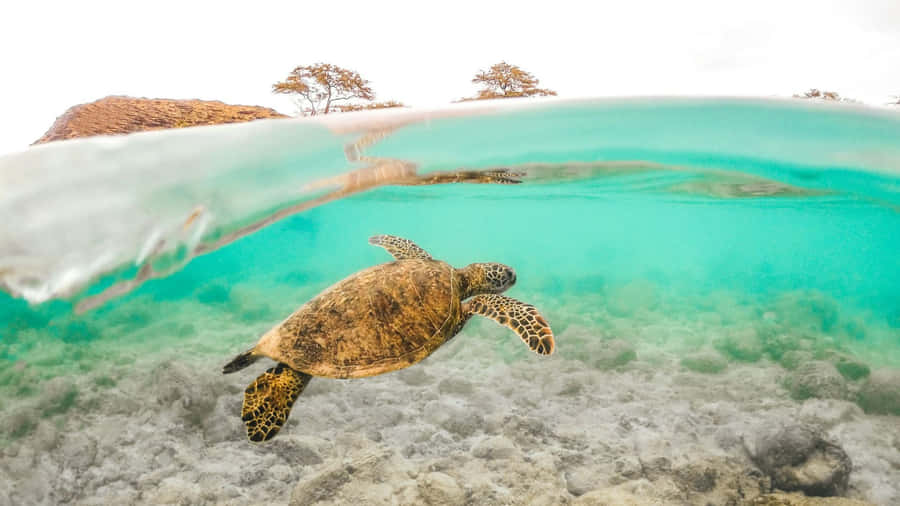 Serene Sea Turtle Swim Wallpaper