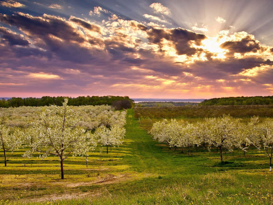 Serene Spring Landscape Wallpaper