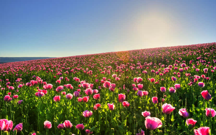 Serene Spring Meadow At Dawn Wallpaper