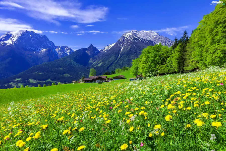 Serene Spring Meadow Wallpaper