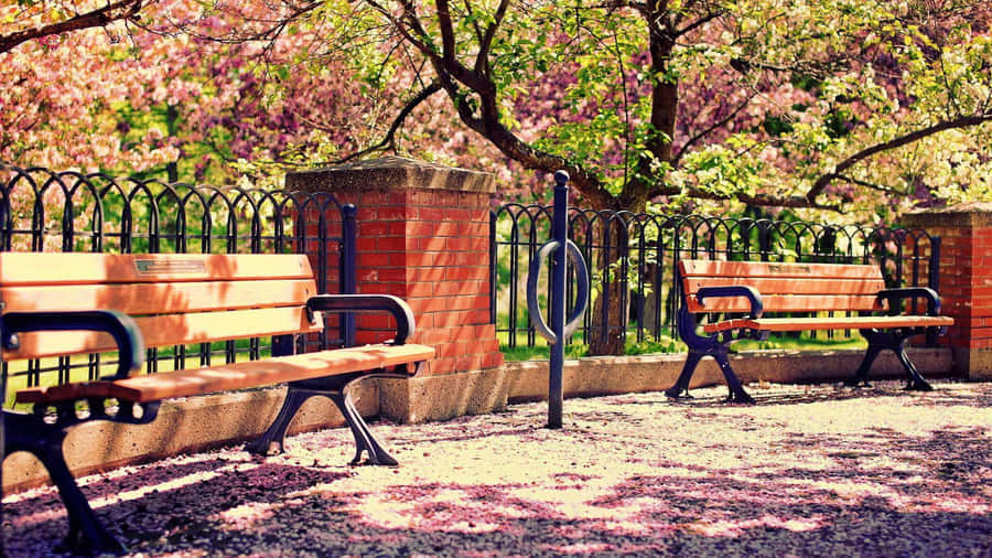 Serene Spring Park Scenery Wallpaper