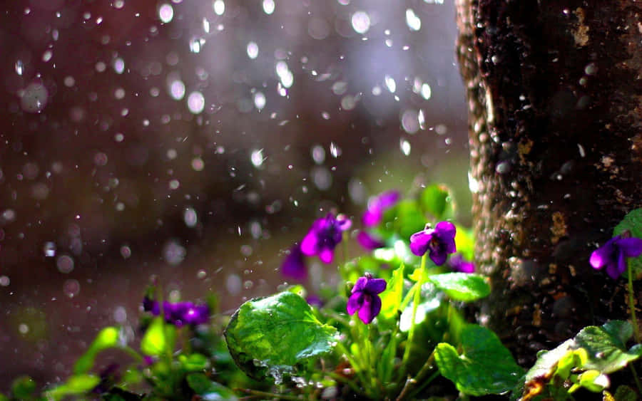 Serene Spring Rain In The Forest Wallpaper