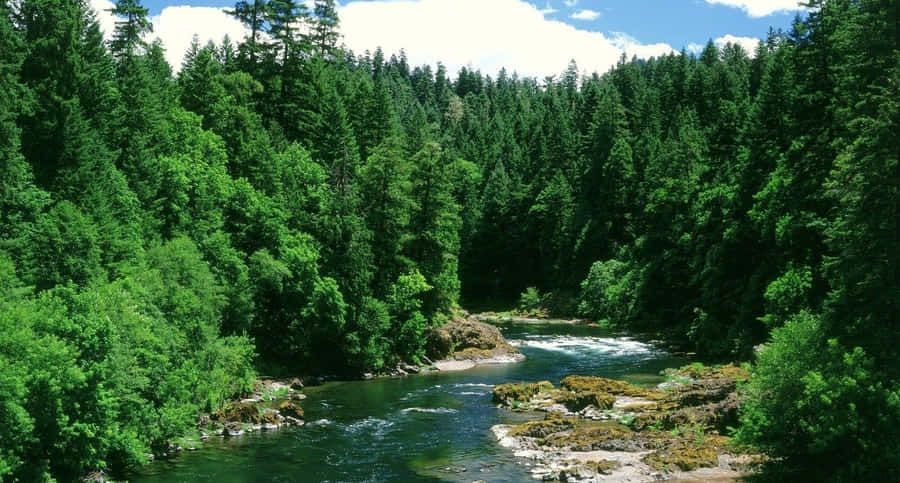 Serene Spring River Wallpaper