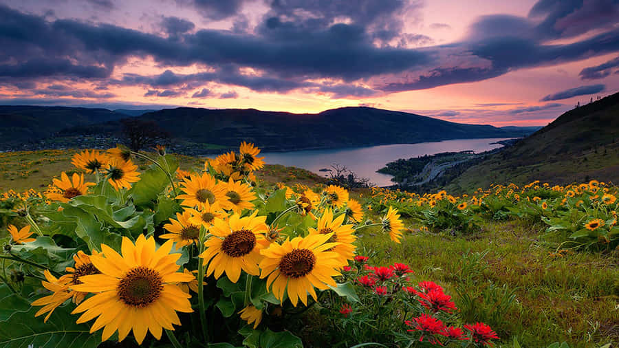 Serene Spring Sunrise Wallpaper