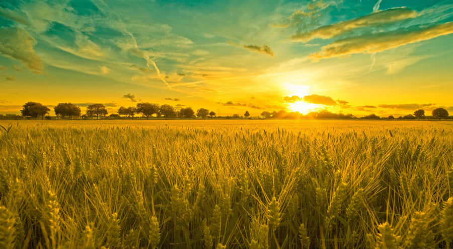 Serene Summer Landscape With Vibrant Colors Wallpaper