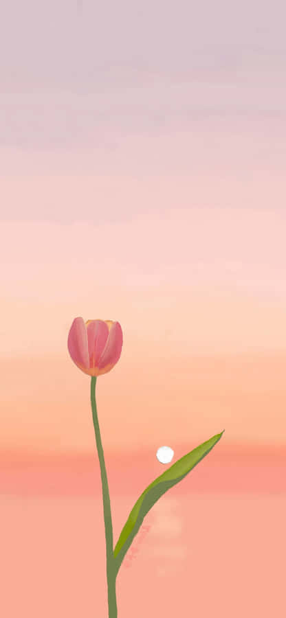 Serene Tulip Sunset Wallpaper Wallpaper