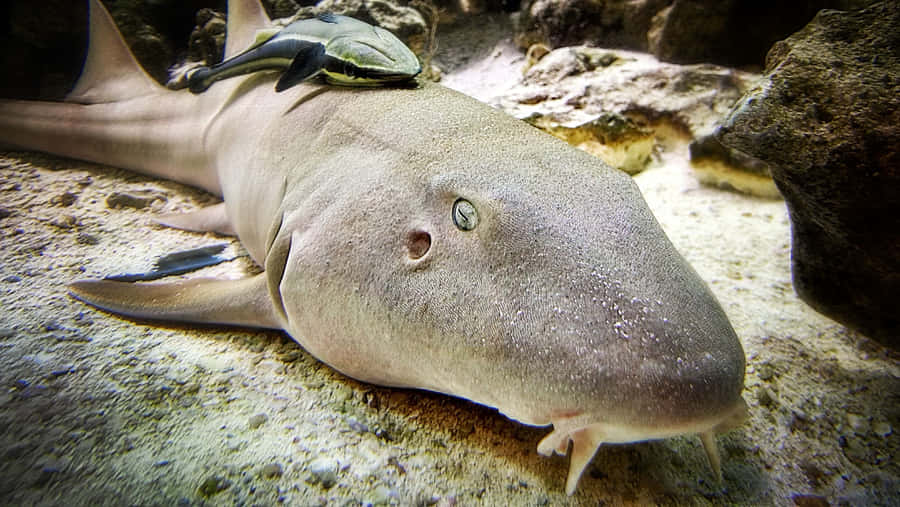 Serene Underwater Moment With A Nurse Shark Wallpaper