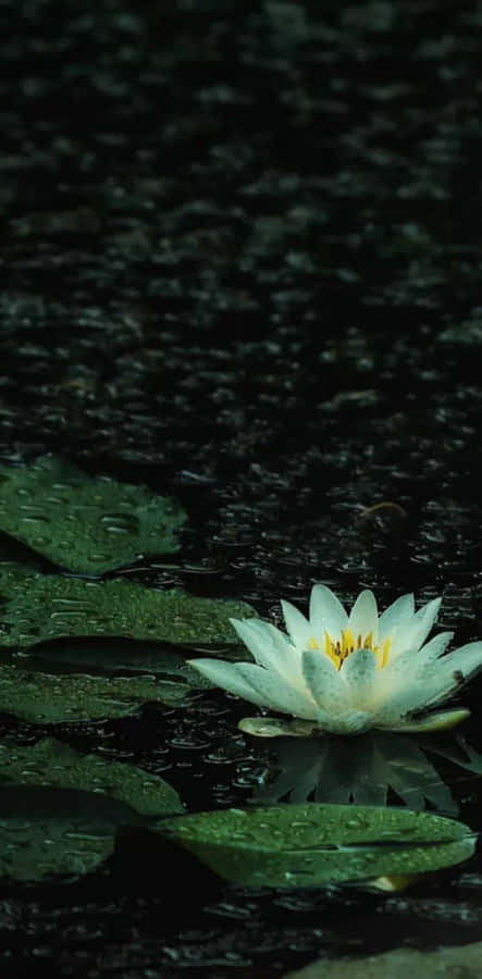 Serene Water Lilyin Rain.jpg Wallpaper
