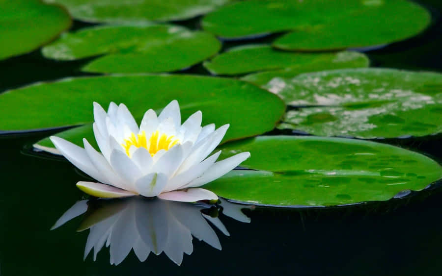 Serene White Lotus Blossom Wallpaper