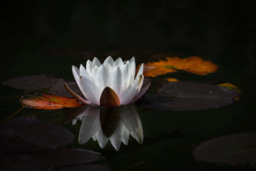 Serene White Lotus Dark Water Wallpaper