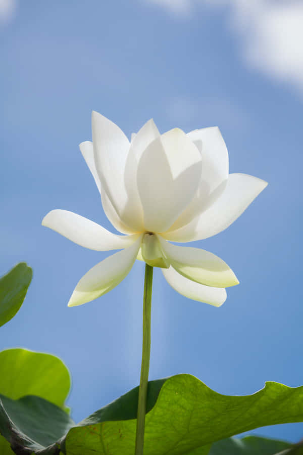 Serene White Lotus Flower Sky Background Wallpaper
