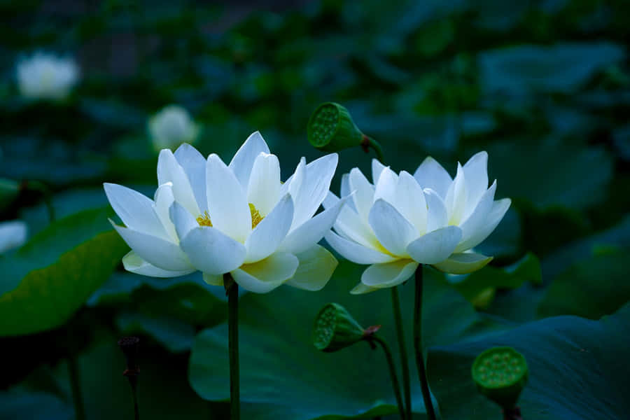 Serene White Lotus Flowers Wallpaper