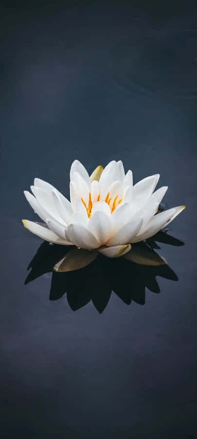 Serene White Lotus Reflection Wallpaper
