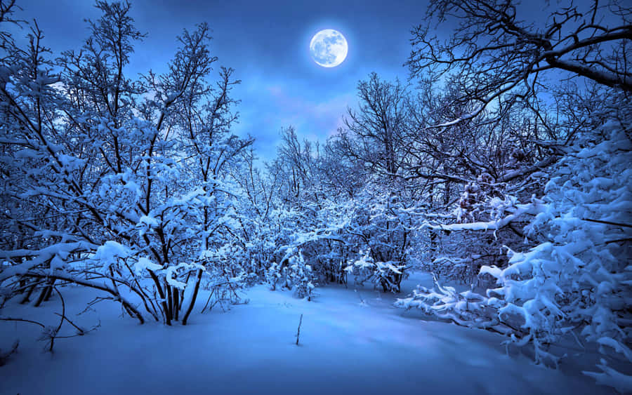 Serene Winter Forest Scene Wallpaper