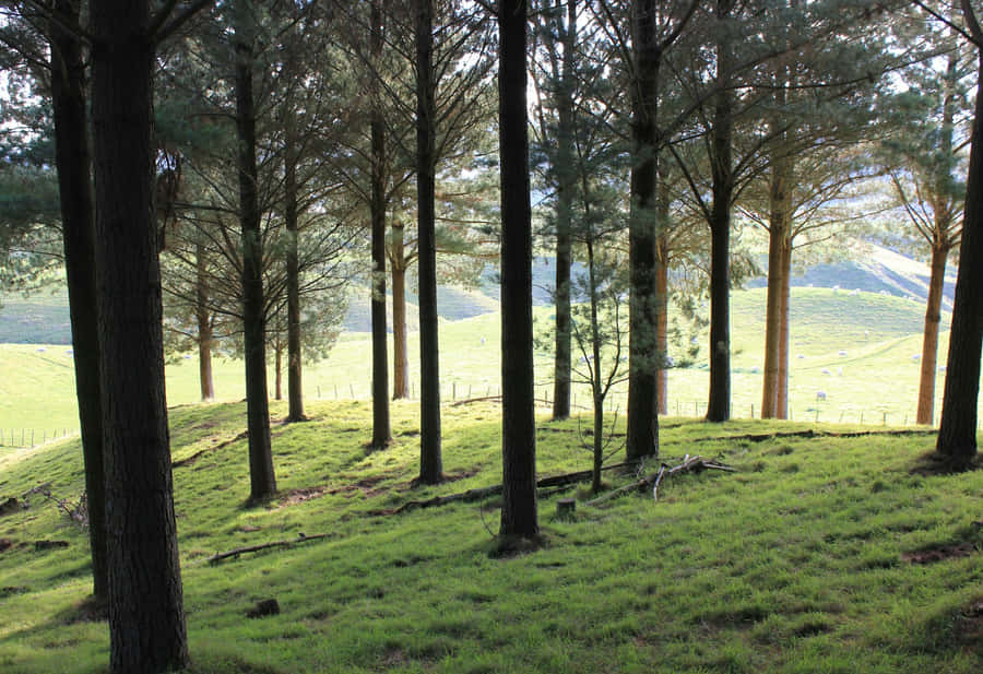 Serene Woodland Glade Wallpaper