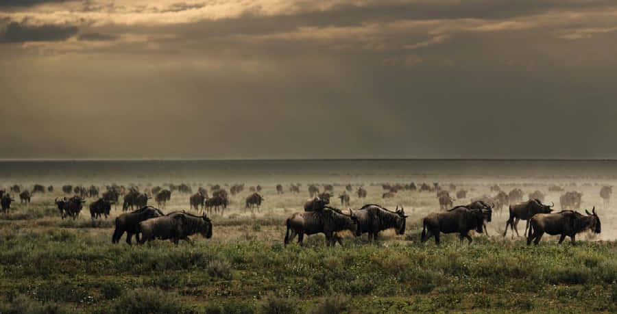 Serengeti National Park Wildebeests Migration Wallpaper