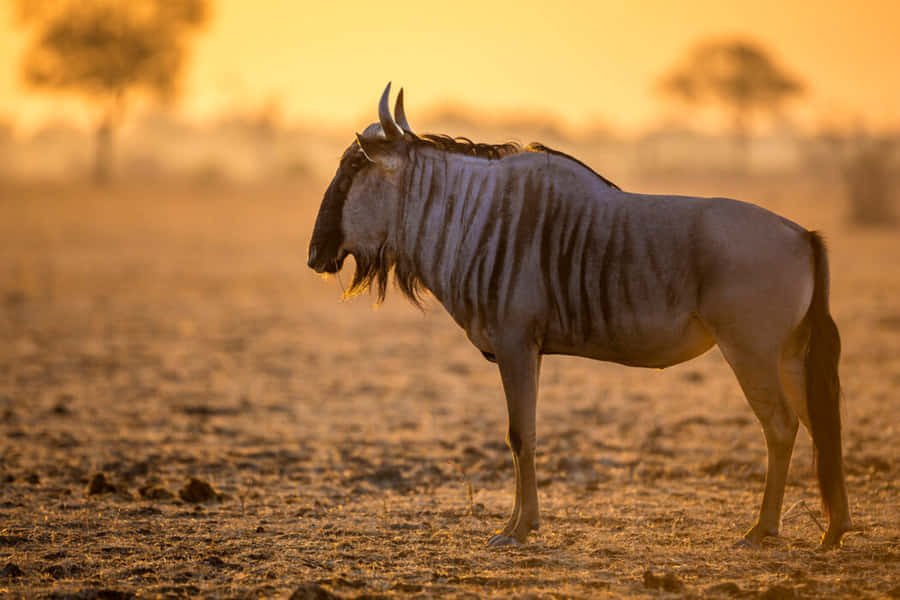 Serengeti Sunset Wildebeest Wallpaper