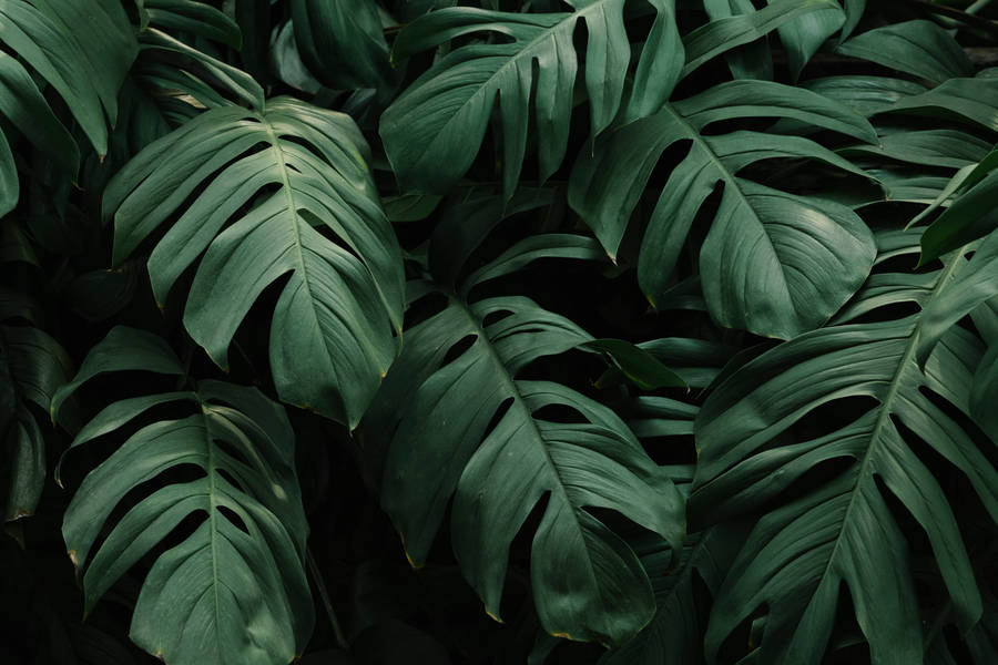 Shaded Green Leaves Wallpaper