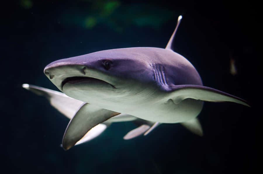 Shark Swimming Kelly Tarltons Aquarium Wallpaper