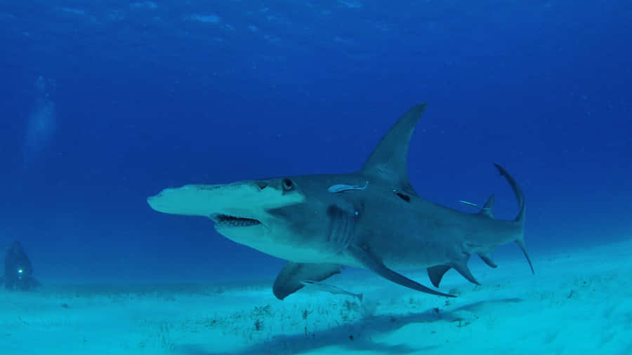 Shark Tank Business Insights Wallpaper