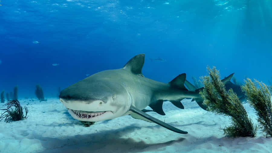 Shark Tank Business Insights Wallpaper