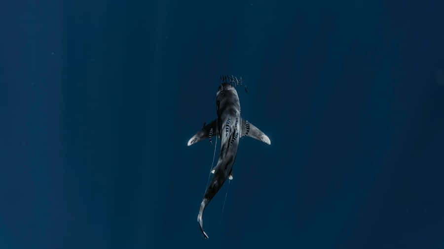 Shark Tank Business Insights Wallpaper