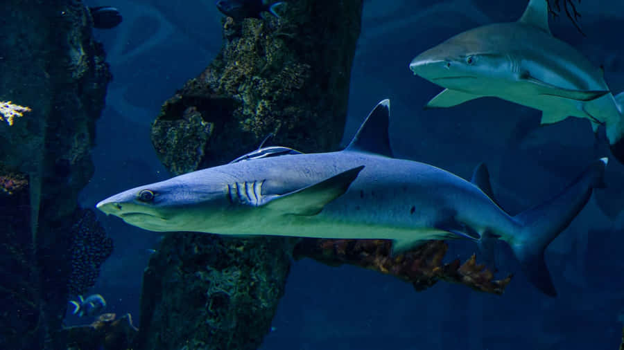 Shark Tank Business Insights Wallpaper