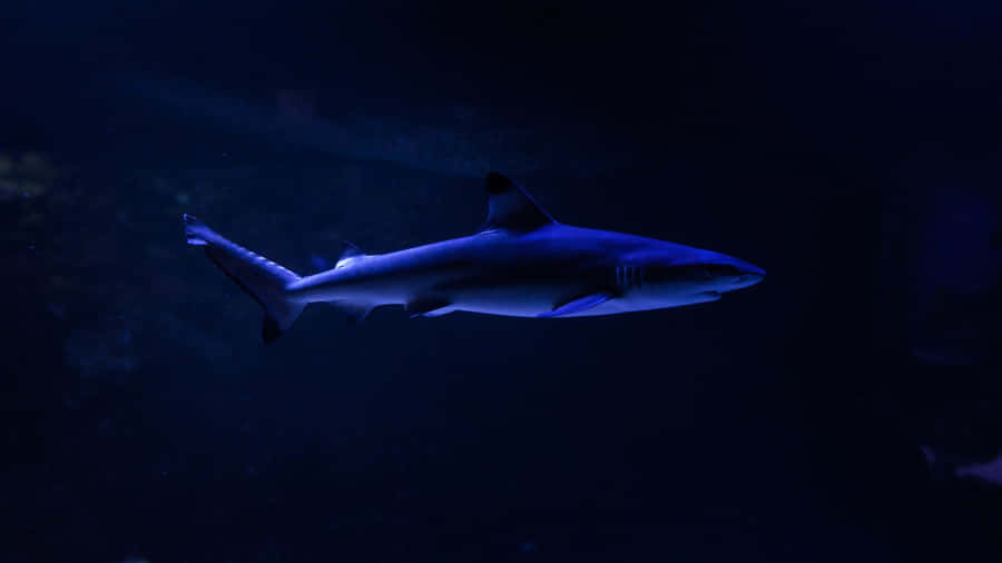 Shark Tank Investment Strategies Wallpaper