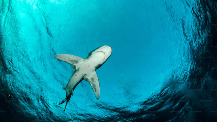 Shark Tank Investment Strategies Wallpaper