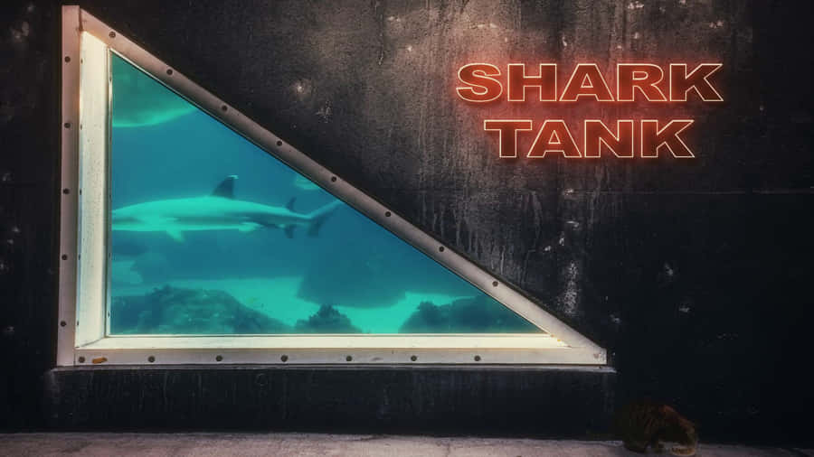 Shark Tank Underwater View Wallpaper