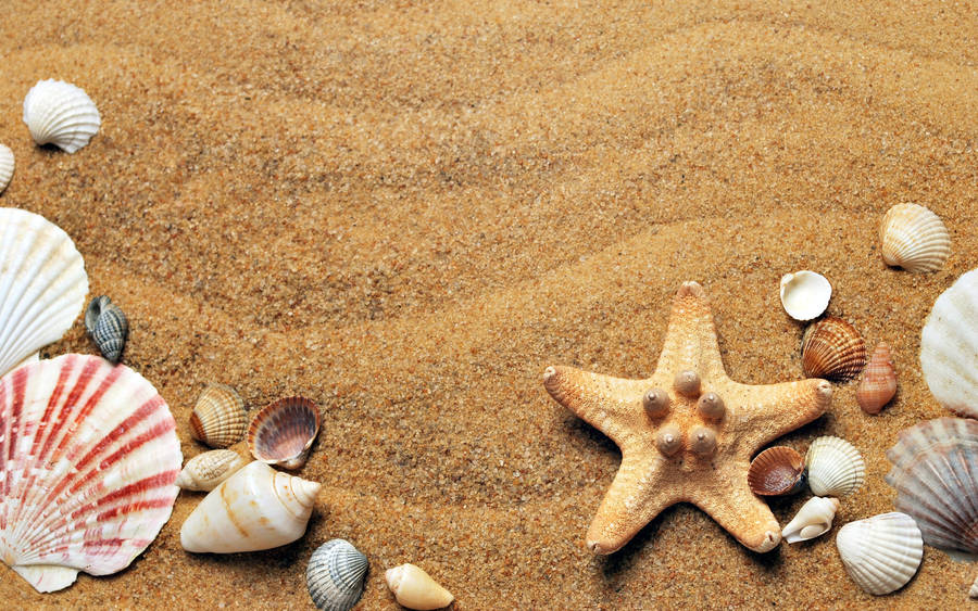 Shells In High Angle Shot Wallpaper