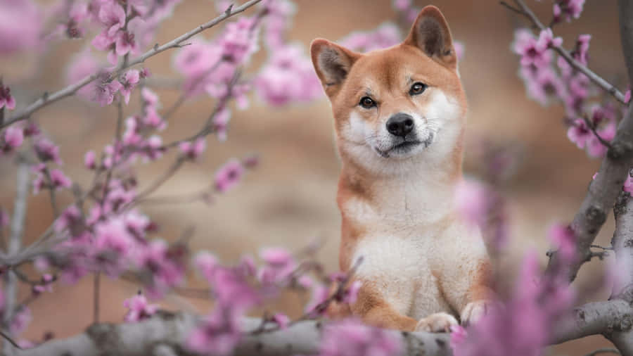 Shiba Inu Among Cherry Blossoms Wallpaper